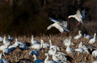 Snow Geese