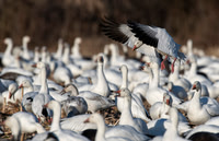 Snow Geese