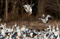 Snow Geese