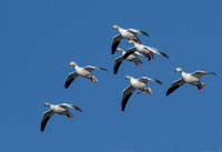 Snow Geese