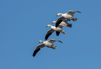Snow Geese