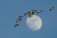 Snow Geese