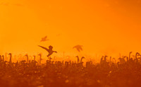Snow Geese