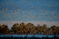Snow Geese