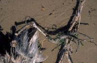 Coastal Issues