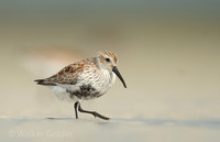 Shorebirds