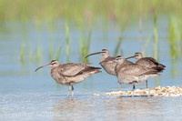 Shorebirds