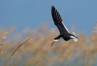 Black Skimmers