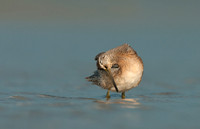 Shorebirds