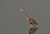 Wonderful Waders