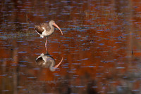 Wonderful Waders