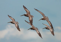 Birds in Flight