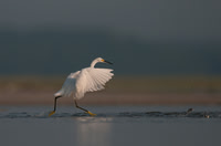 Wonderful Waders