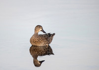 Waterfowl