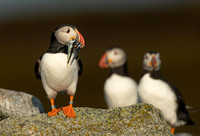 Seabirds