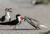 Black Skimmers