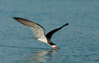 Black Skimmers